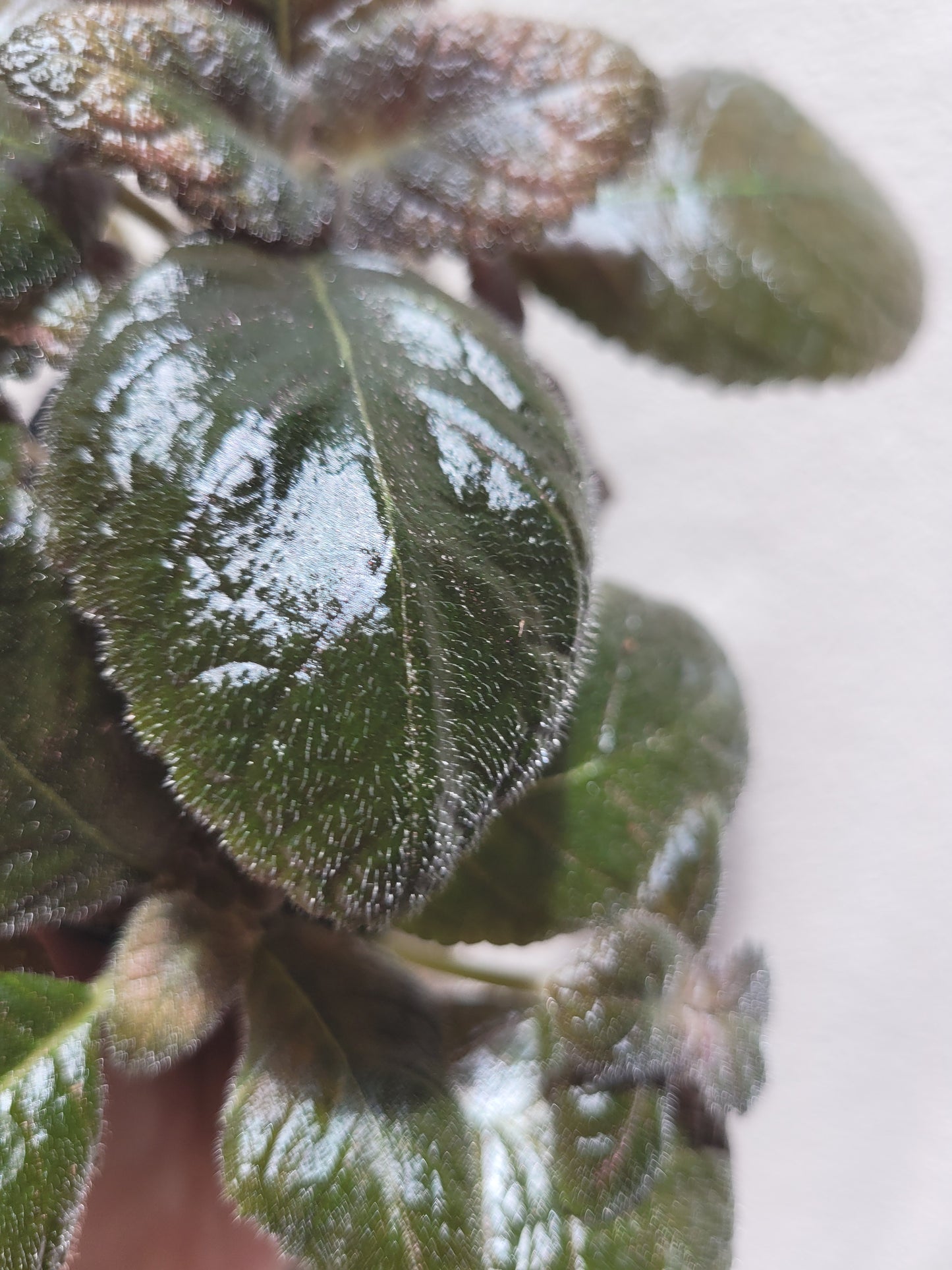 Episcia ‘Spring’s Symphony’