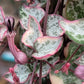 Ceriopegia linearis ‘Woodii’ (Variegated String of Hearts)