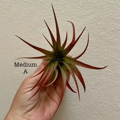 Medium Air Plant