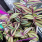 Tradescantia Zebrina ‘Quadricolor’