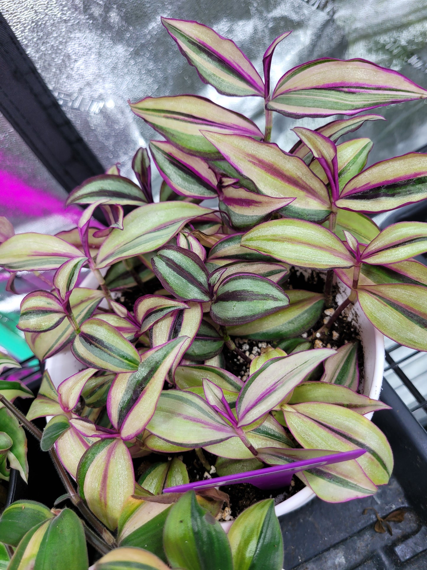 Tradescantia Zebrina ‘Quadricolor’