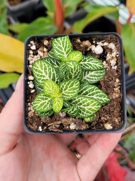 Fittonia Albivenis ‘Joly Lemon’