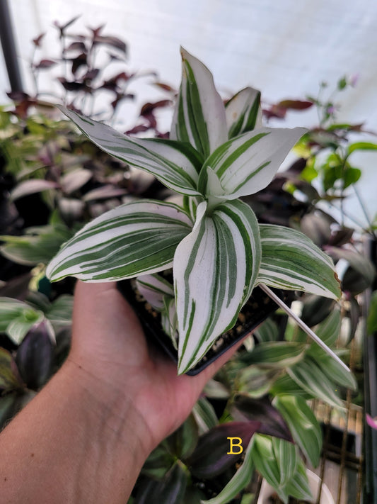 Tradescantia Continental ‘Pink Dragon’ (U.S. form)