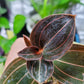 Jewel Orchid Ludochilus 'Sea Turtle'