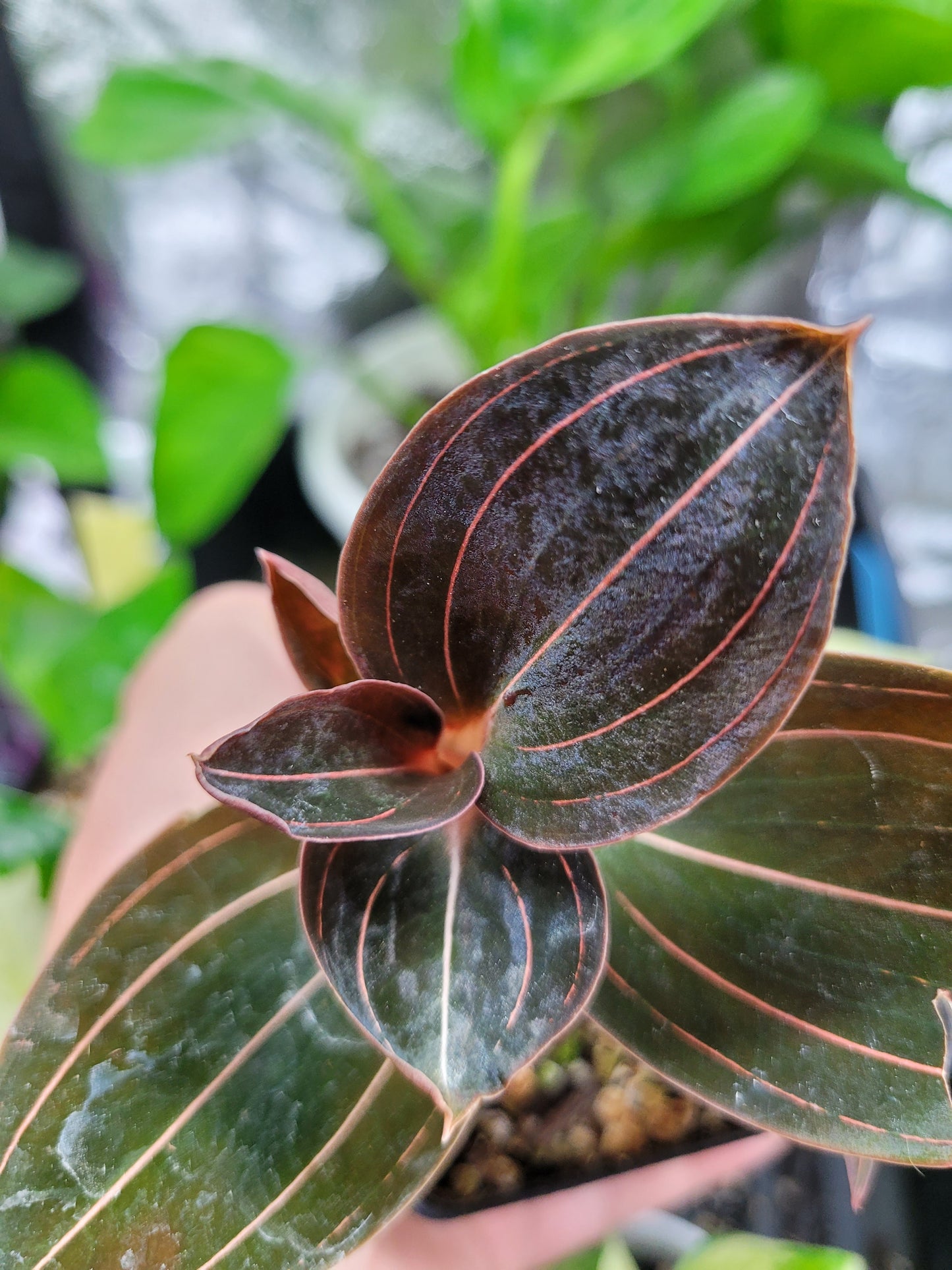 Jewel Orchid Ludochilus 'Sea Turtle'