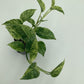 Epipremnum aureum ‘Marble Queen’ Pothos