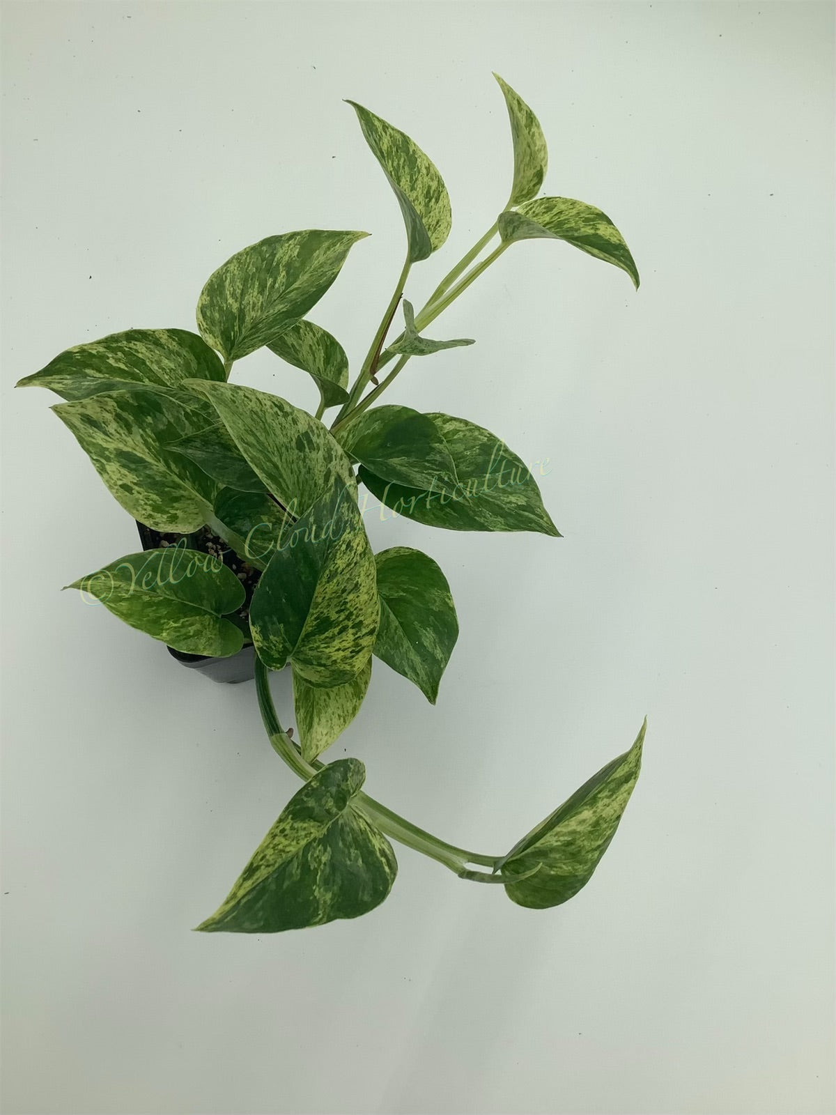 Epipremnum aureum ‘Marble Queen’ Pothos