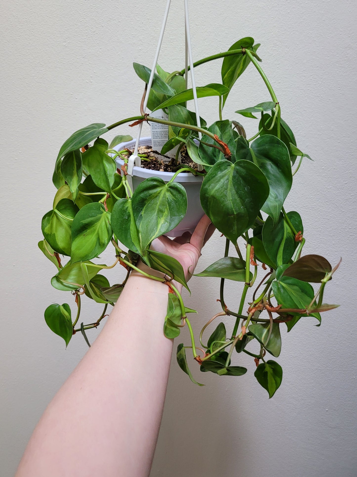 Philodendron Hederaceum “Brasil”