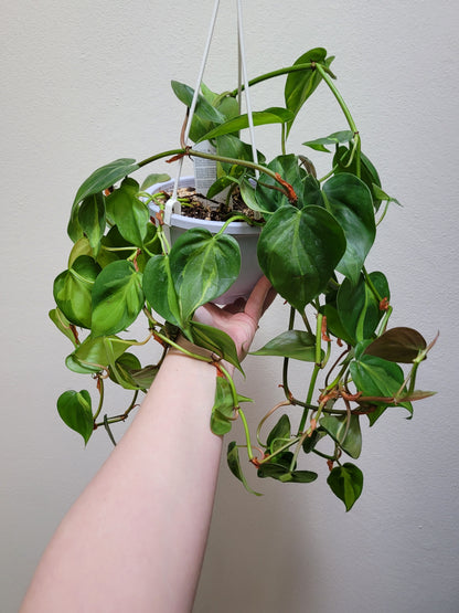 Philodendron Hederaceum “Brasil”