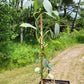 Philodendron Hasatum “Silver Sword”