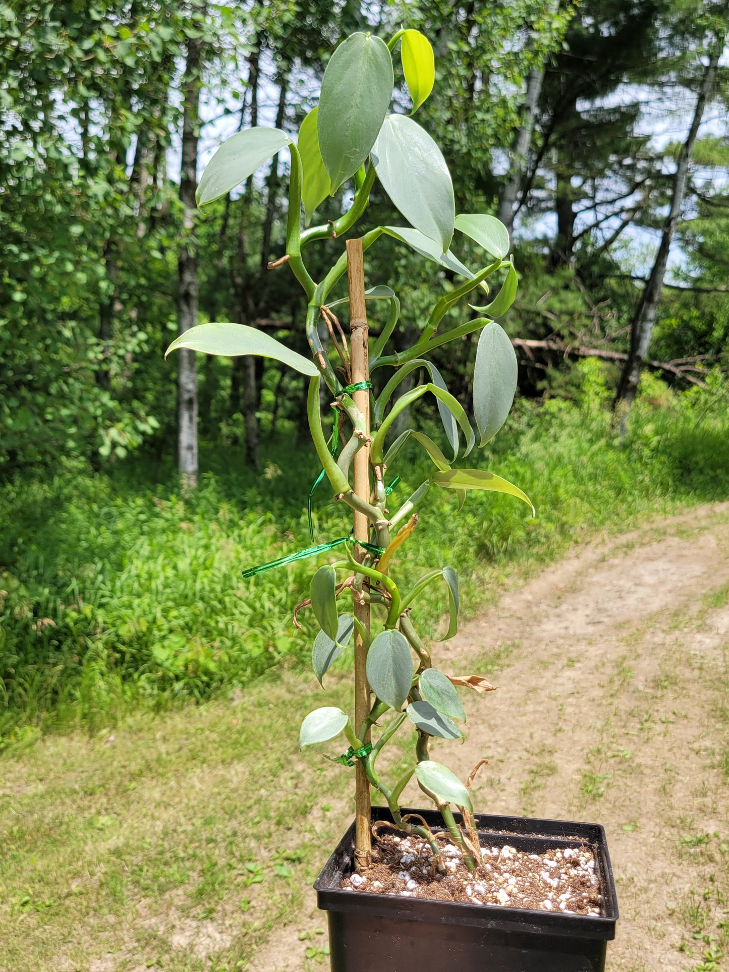 Philodendron Hasatum “Silver Sword”