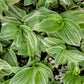 Tradescantia Continental ‘Albovittata’