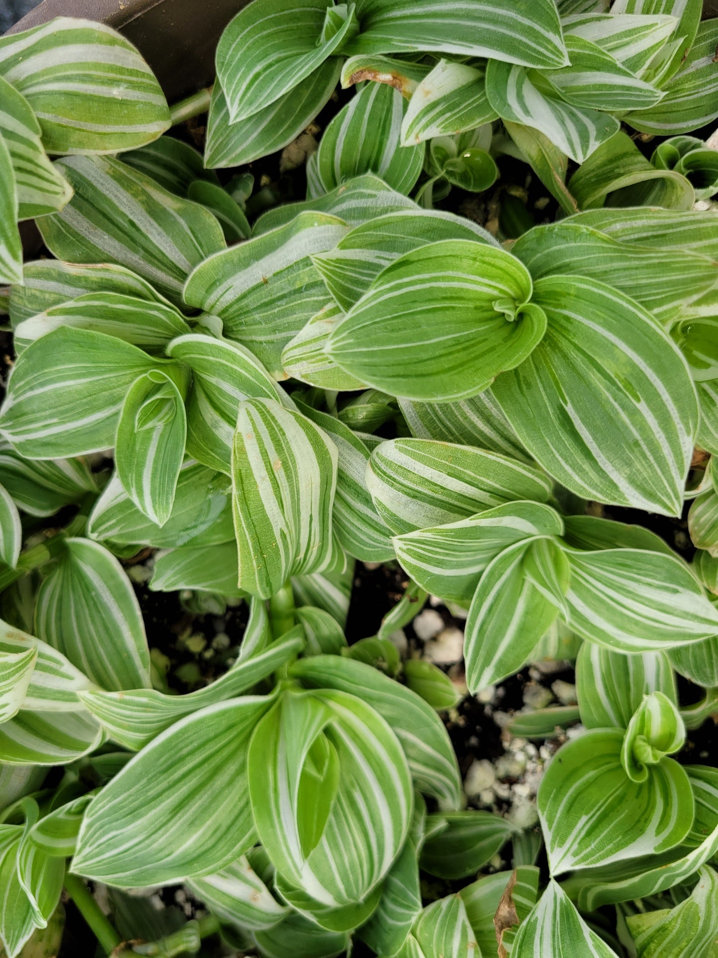 Tradescantia Continental ‘Albovittata’