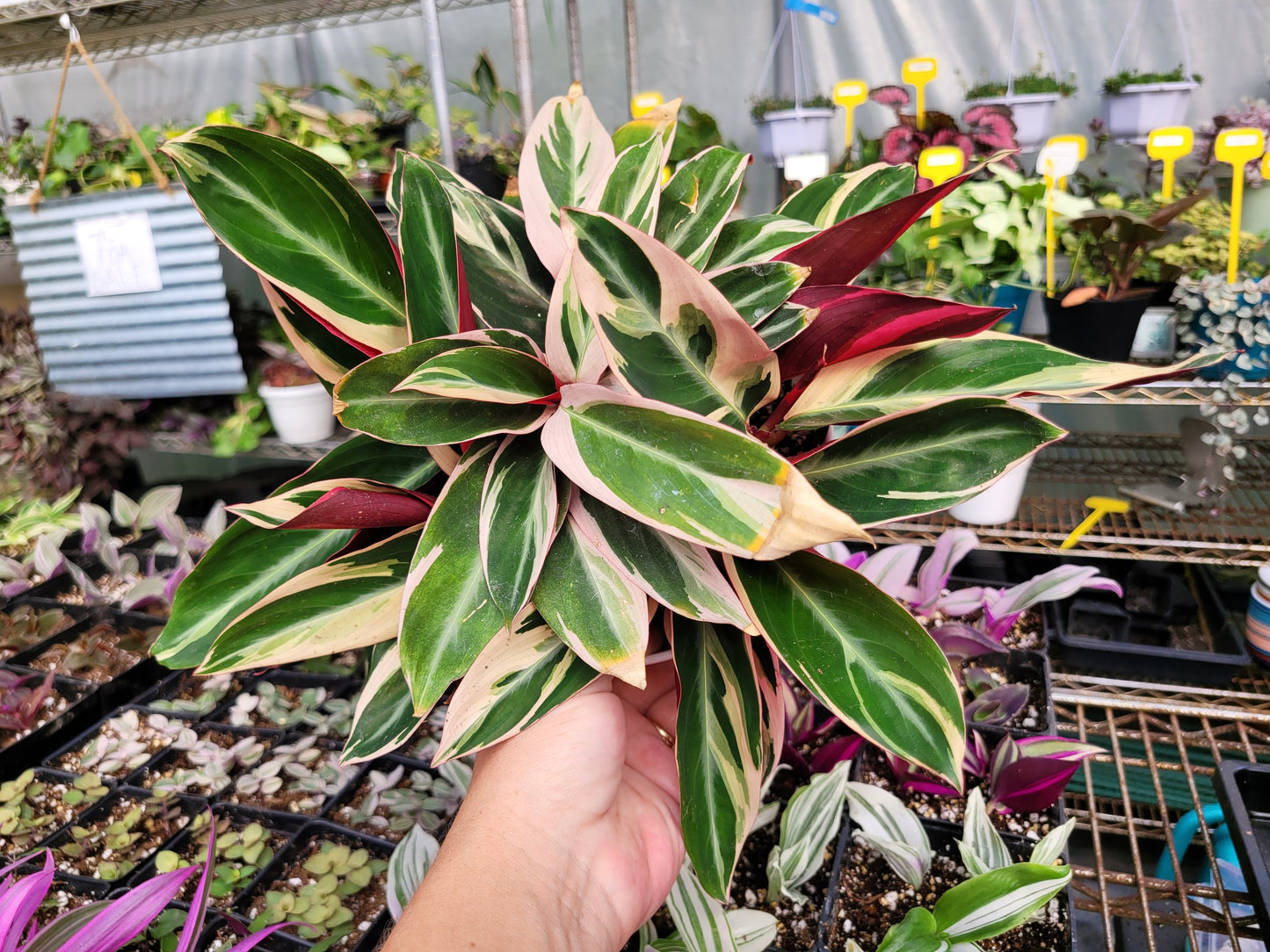 Stromanthe ‘Triostar’