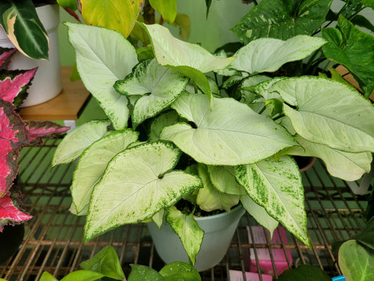 Syngonium Podophyllum ‘Holly M’