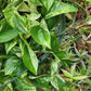 Epipremnum aureum ‘Marble Queen’ Pothos