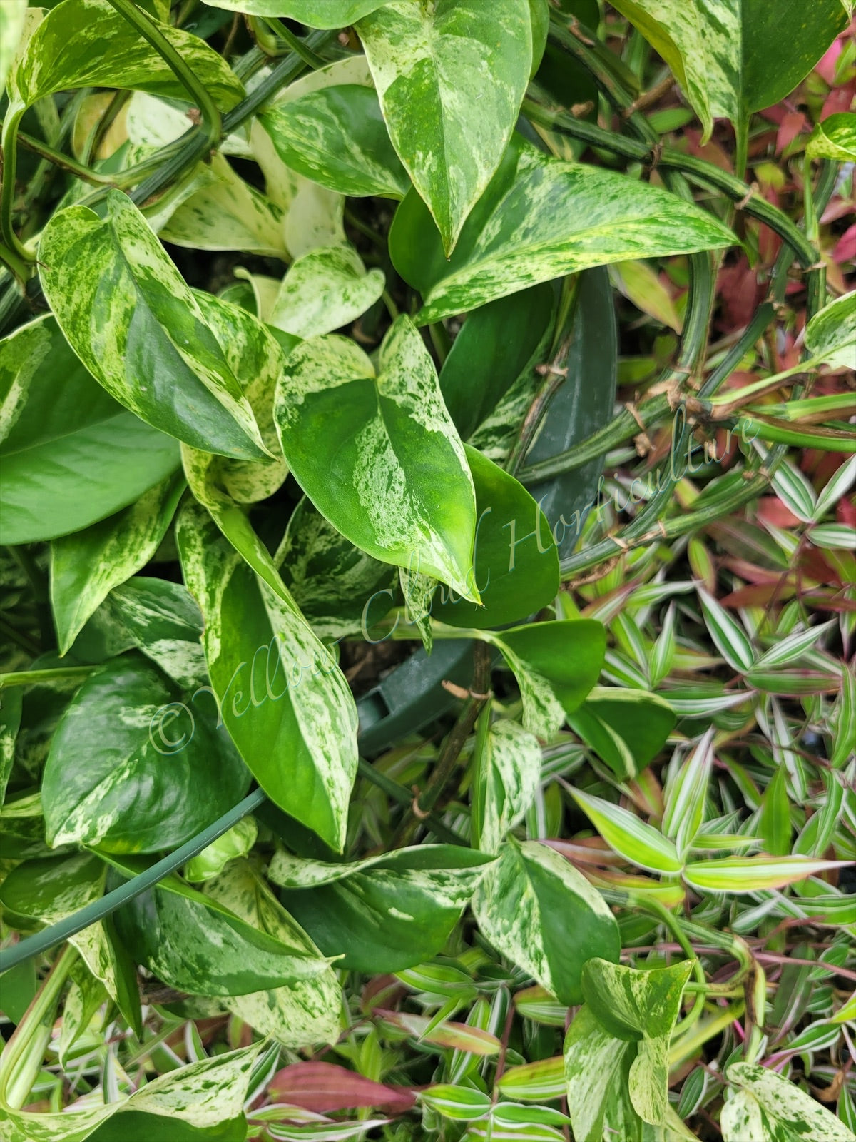 Epipremnum aureum ‘Marble Queen’ Pothos