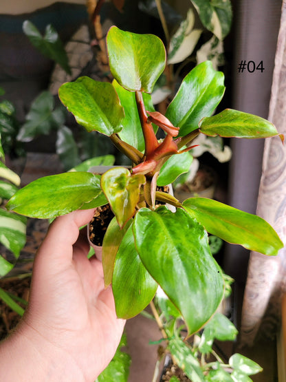 Philodendron 'Orange marmalade' (aka Quadcolor)