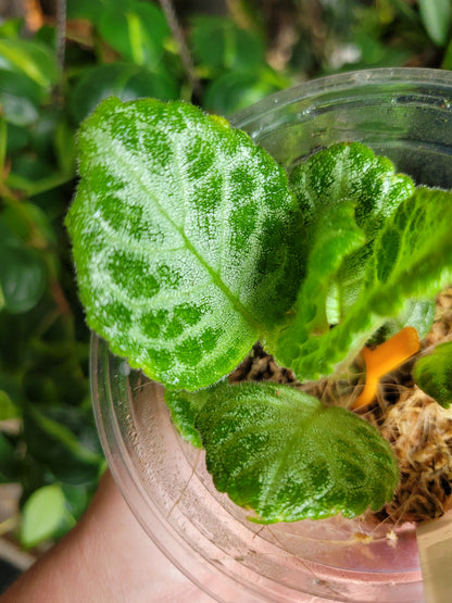 Episcia ‘Faded Jade’