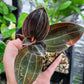 Jewel Orchid Ludochilus 'Sea Turtle'