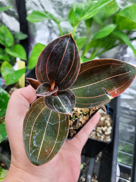 Jewel Orchid Ludochilus 'Sea Turtle'