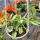 Epipremnum Aureum ‘Pearls and Jade’ Pothos