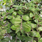 Tradescantia Chrysophylla ‘Baby Bunny Bellies’