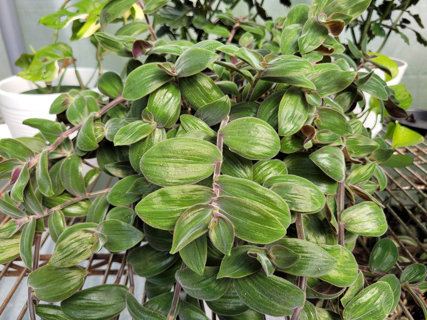 Tradescantia Chrysophylla ‘Baby Bunny Bellies’