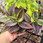 Tradescantia Zebrina ‘Little Hill’ (“Dark Desire”)