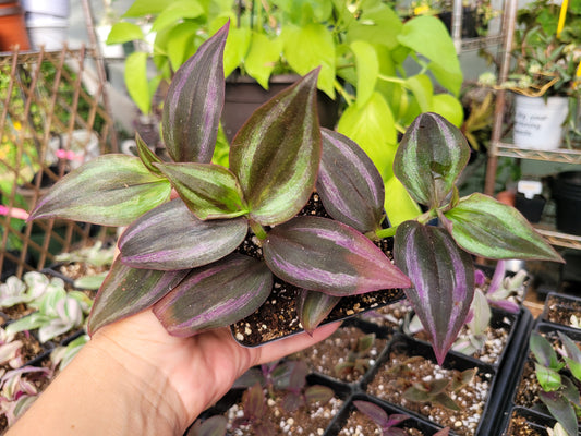 Tradescantia Zebrina ‘Little Hill’ (“Dark Desire”)