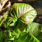 Syngonium Podophyllum ‘Confetti’