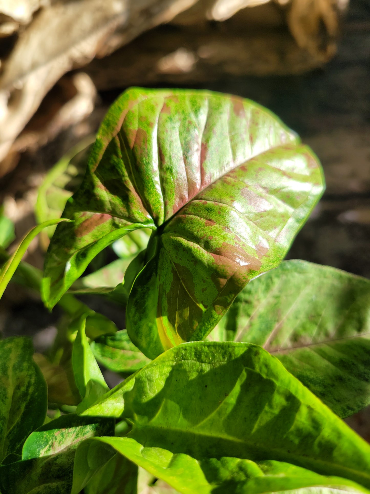 Syngonium Podophyllum ‘Confetti’