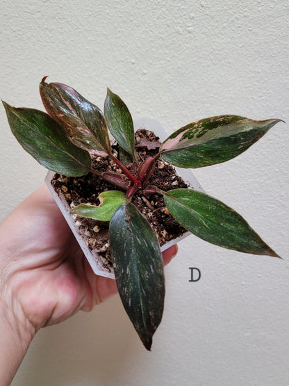 Philodendron Erubescens ‘Pink Princess’ “Marble”