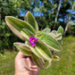 Tradescantia Sillamontana ‘Gold Stripes’ (“Variegated”)