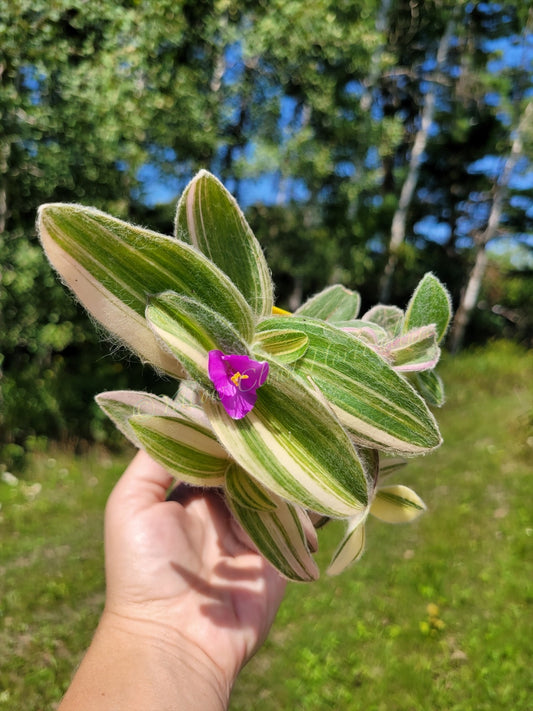 Tradescantia Sillamontana ‘Gold Stripes’ (“Variegated”)