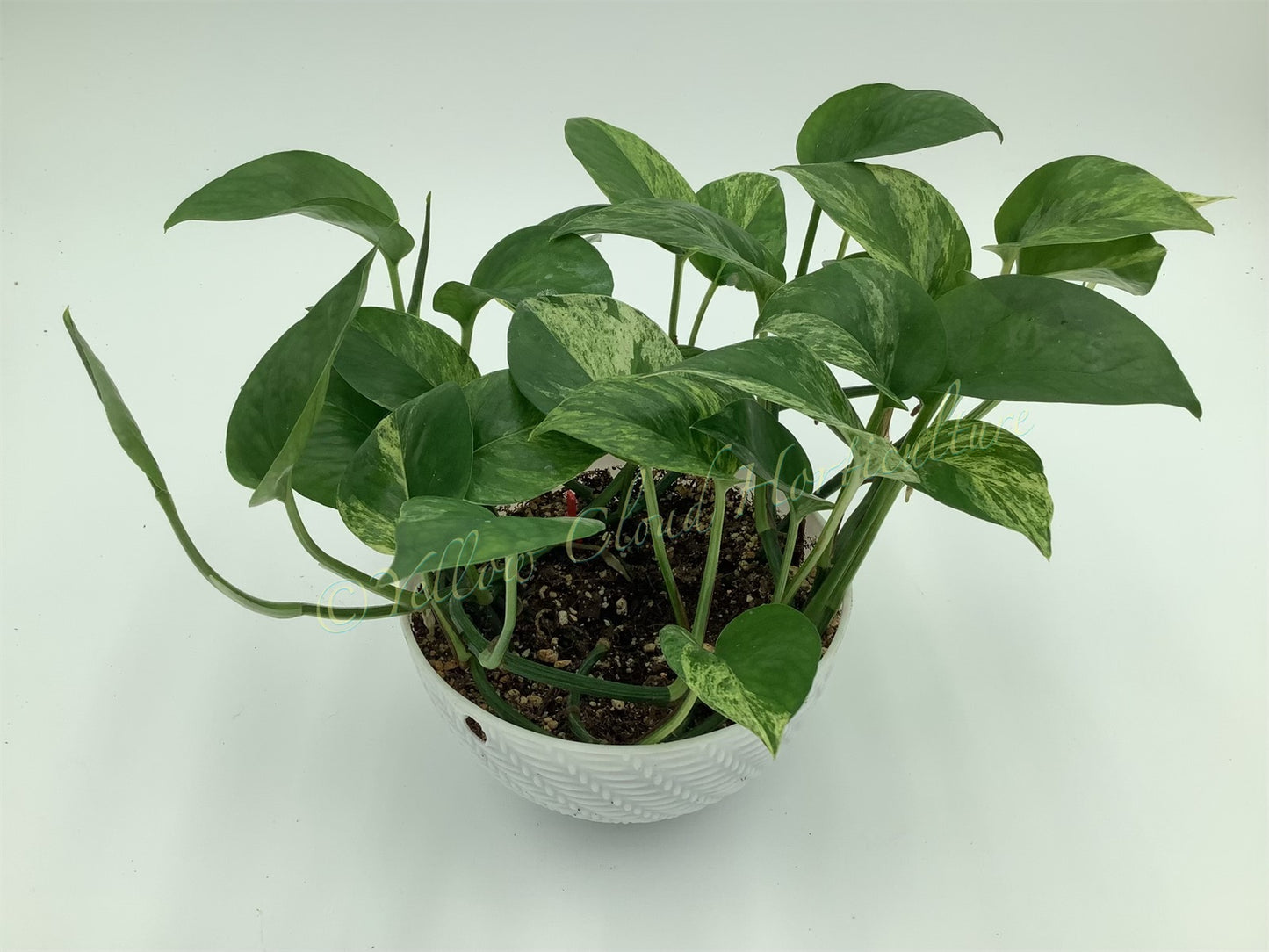 Epipremnum aureum ‘Marble Queen’ Pothos