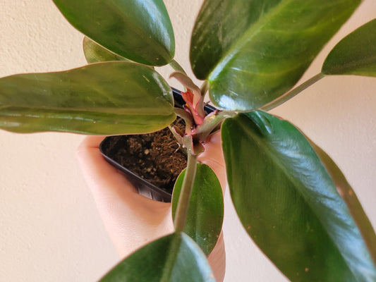 Philodendron ‘Pink Birkin’ (Reverted)