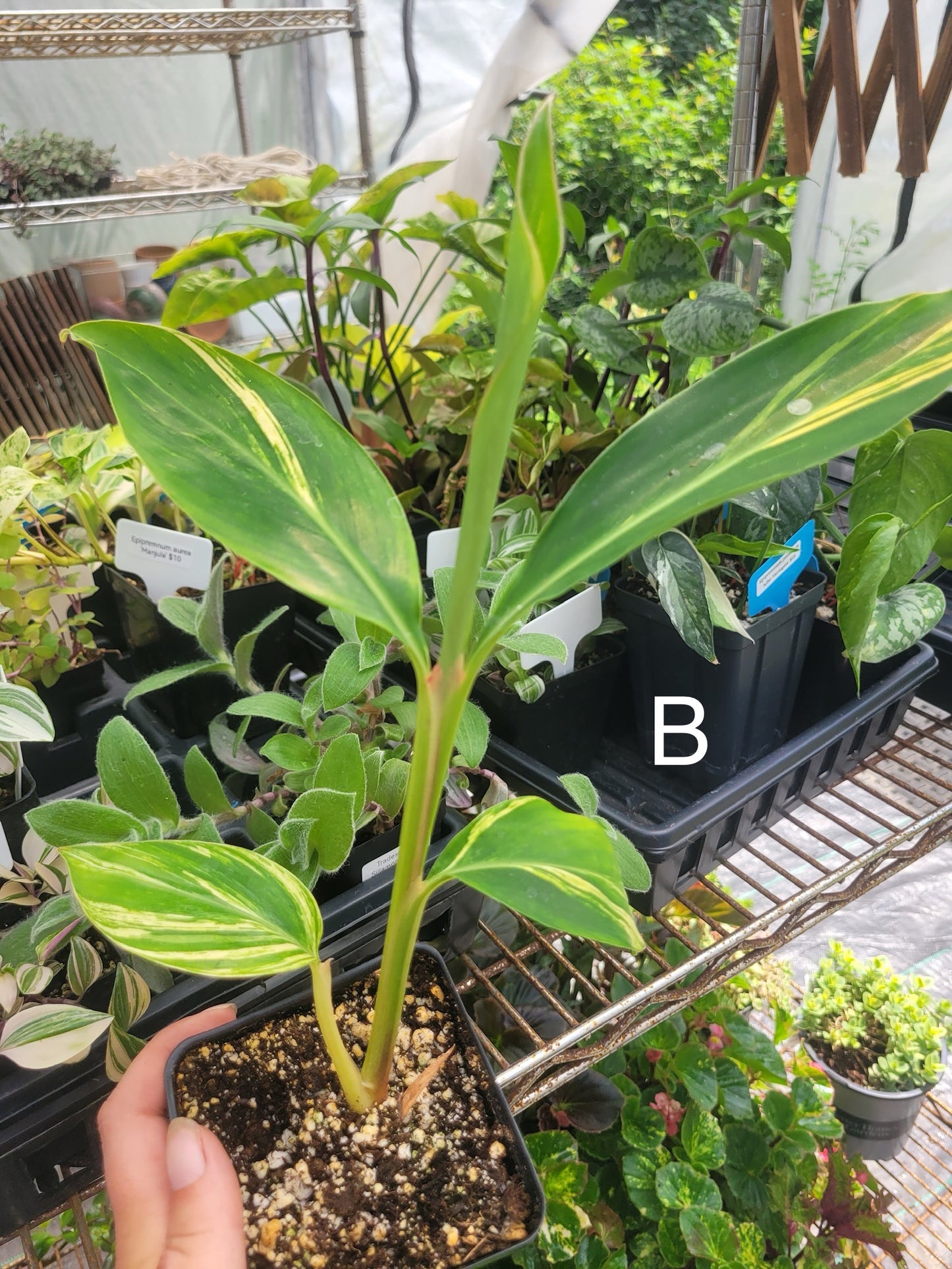 Alpinia zerumbet 'Variegata' (Variegated Shell Ginger)