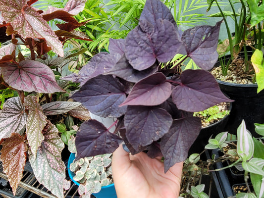 Ipomoea Batatas ‘FloraMia Cameo’