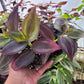 Tradescantia Zebrina ‘Little Hill’ (“Dark Desire”)