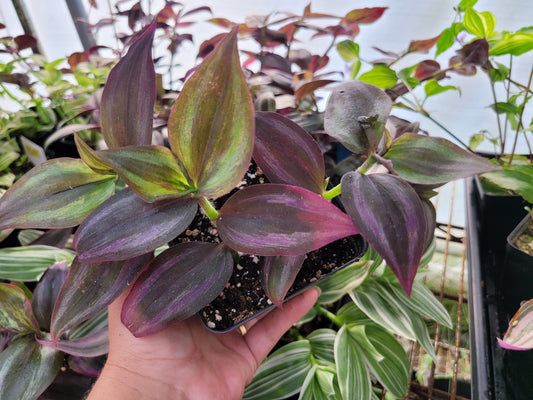 Tradescantia Zebrina ‘Little Hill’ (“Dark Desire”)