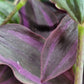 Tradescantia Zebrina ‘Little Hill’ (“Dark Desire”)