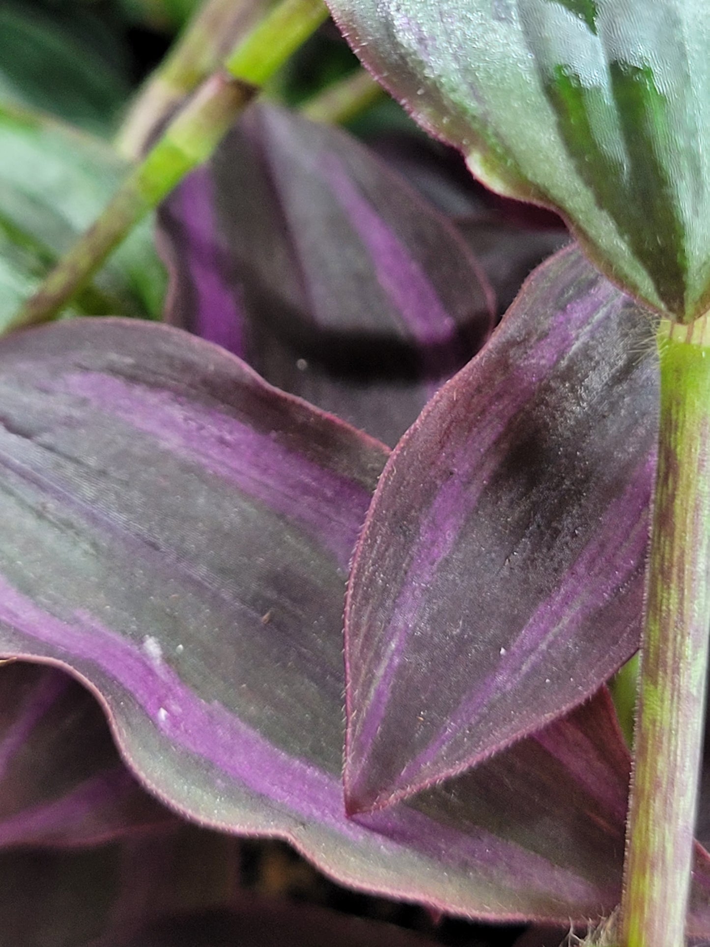 Tradescantia Zebrina ‘Little Hill’ (“Dark Desire”)