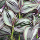 Tradescantia Zebrina ‘Little Hill’ (“Dark Desire”)