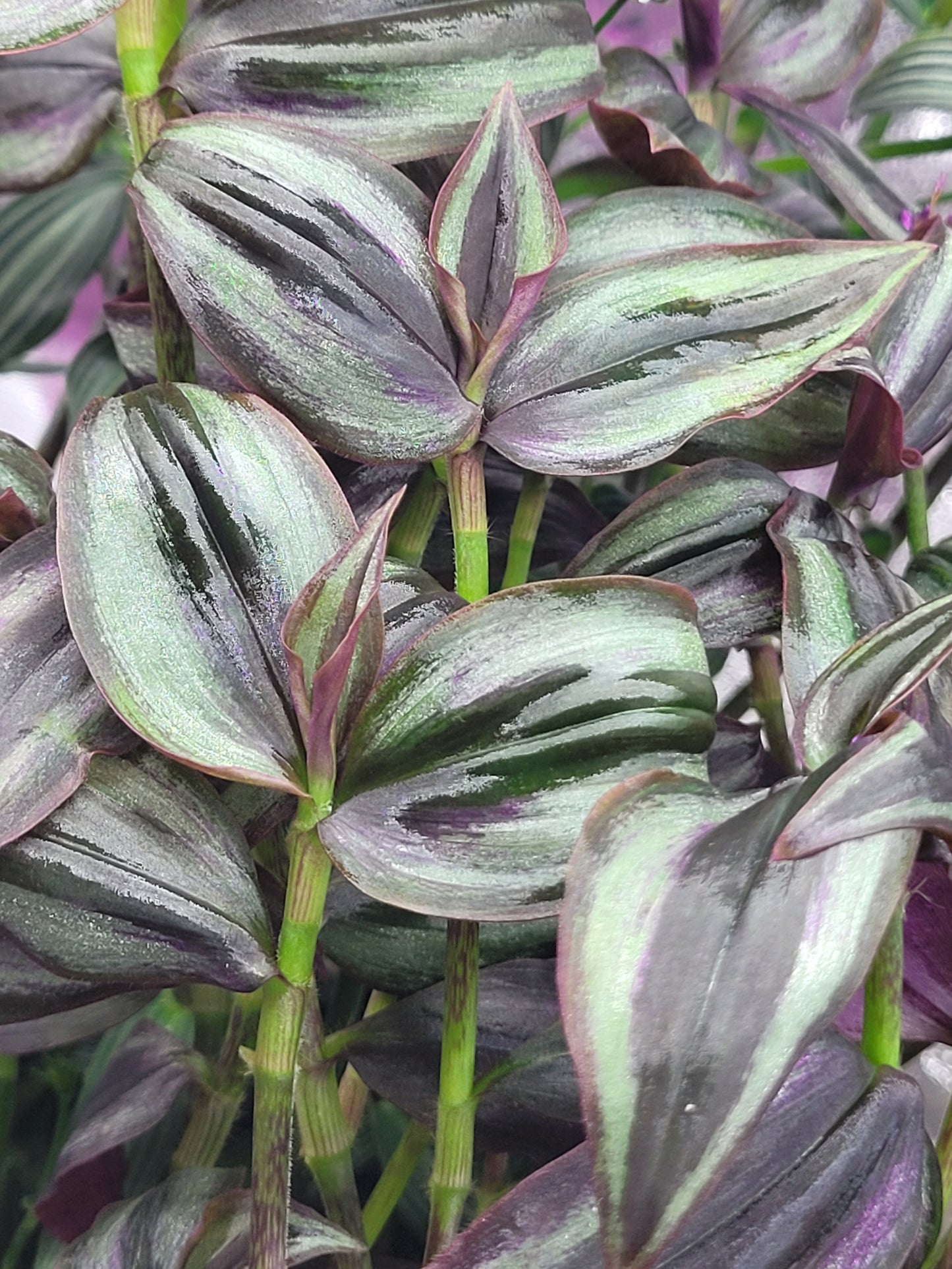 Tradescantia Zebrina ‘Little Hill’ (“Dark Desire”)