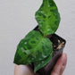 Aglaonema pictum ‘Tricolor’