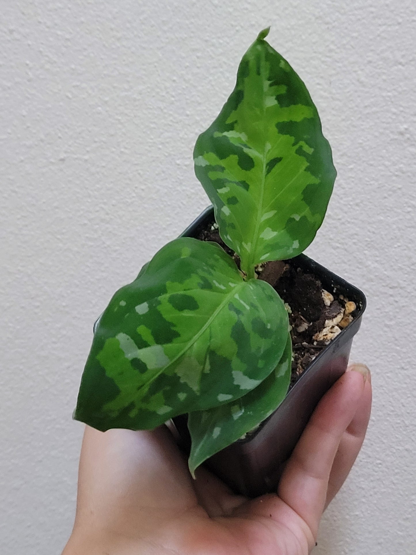 Aglaonema pictum ‘Tricolor’