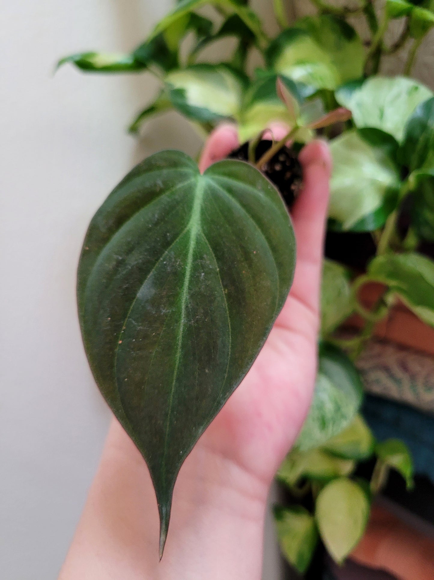 Philodendron Micans