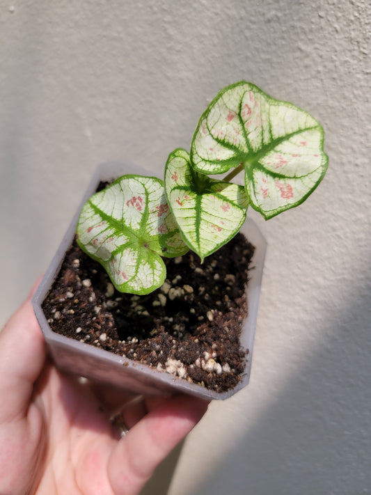 Caladium ‘Bicolor Snow’