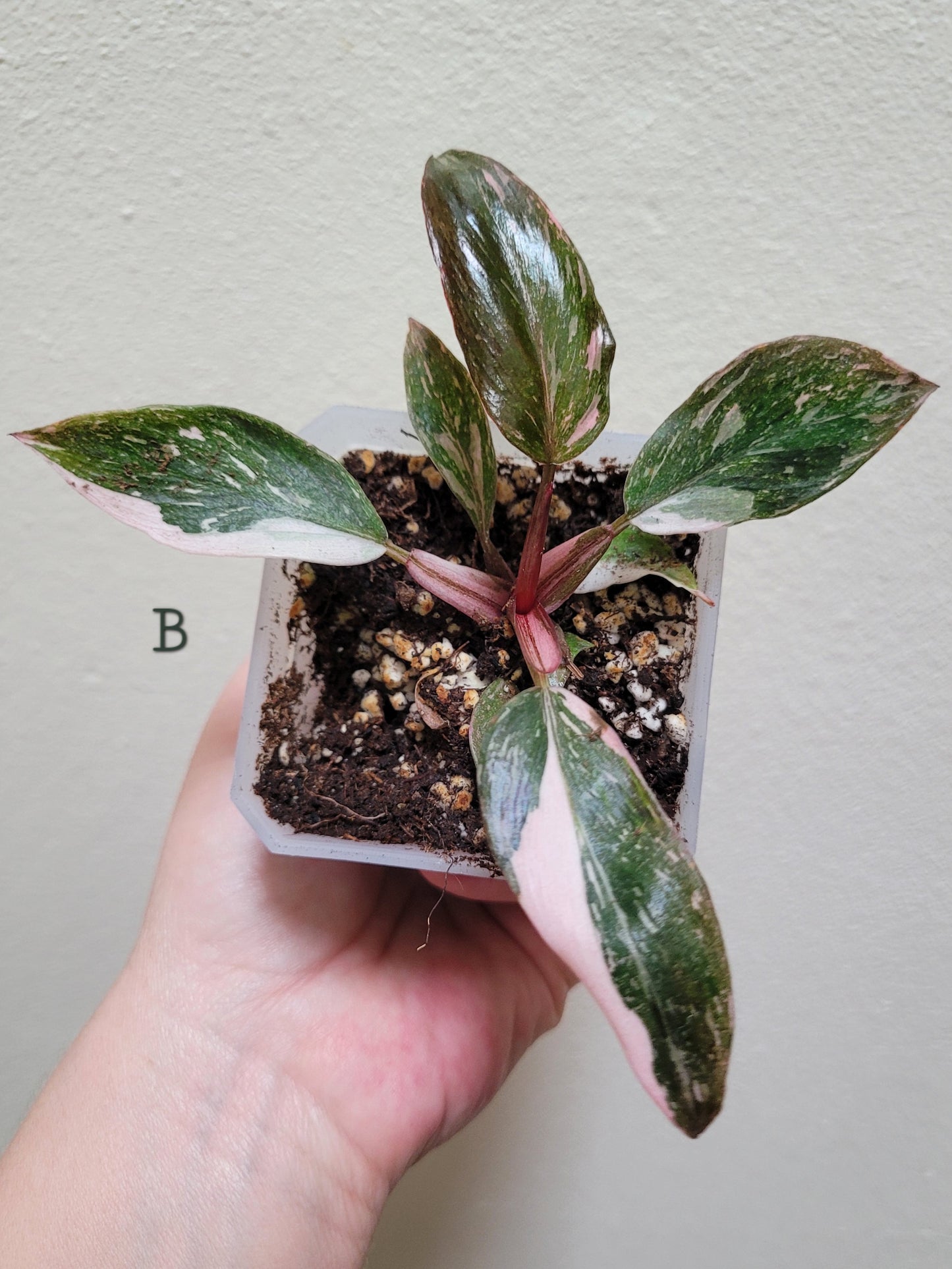 Philodendron Erubescens ‘Pink Princess’ “Marble”